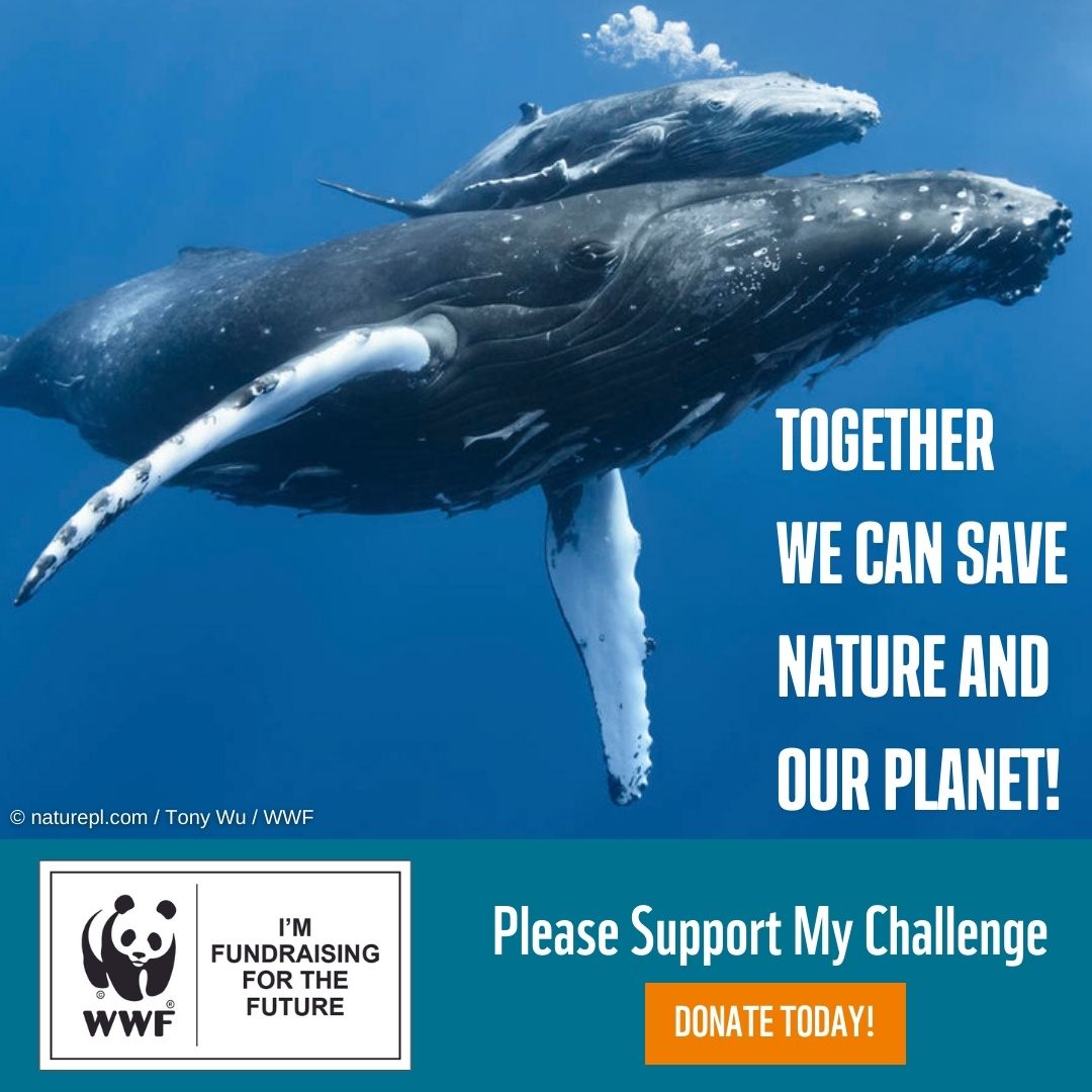 WWF Australia - Saving the Environment